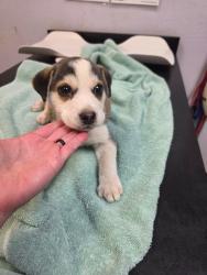 Shelter Stray Male Dog last seen Bexar County, 3353 Morningside Dr, New Braunfels, TX 78132, USA