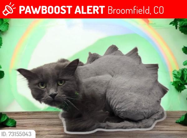 Lost Male Cat last seen Miramonte and 287, Broomfield, CO 80020