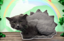 Lost Male Cat last seen Miramonte and 287, Broomfield, CO 80020