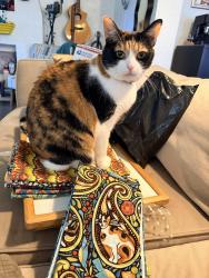 Reunited Female Cat last seen South Harvard and East 8th, Tulsa, OK 74112