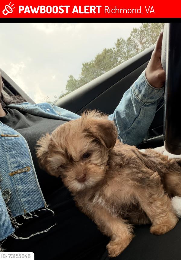 Lost Female Dog last seen Lynhaven ave, Richmond, VA 23224