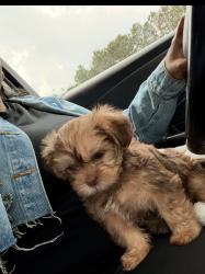 Lost Female Dog last seen Lynhaven ave, Richmond, VA 23224