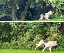 Lost Male Dog last seen In between Mahomet, IL and Champaign, IL, Champaign, IL 61822