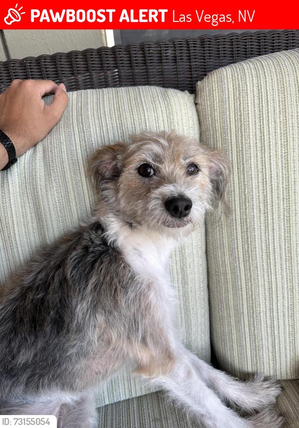 Lost Female Dog last seen Sandhill and Harmon, Las Vegas, NV 89121