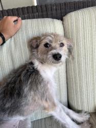 Lost Female Dog last seen Sandhill and Harmon, Las Vegas, NV 89121