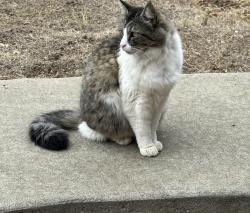 Found/Stray Male Cat last seen Pine Hollow Court, Clayton, CA 94517