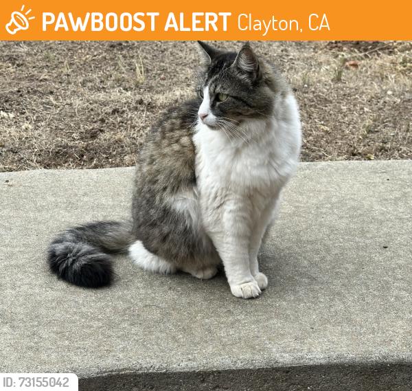 Found/Stray Male Cat last seen Pine Hollow Court, Clayton, CA 94517