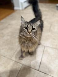 Lost Female Cat last seen Doro, West Hartford, CT 06110