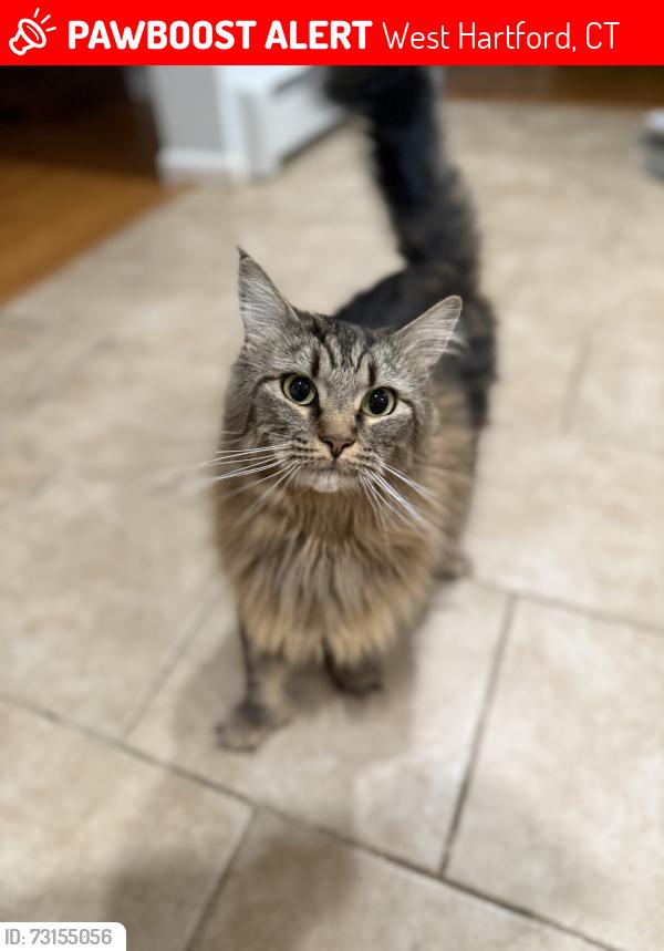 Lost Female Cat last seen Doro, West Hartford, CT 06110