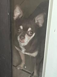 Lost Male Dog last seen 59th Ave and Bethany home, Glendale, AZ 85301