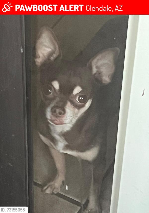 Lost Male Dog last seen 59th Ave and Bethany home, Glendale, AZ 85301