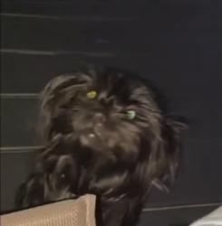 Lost Female Dog last seen Charleston Road Willingboro nj, Willingboro, NJ 08046