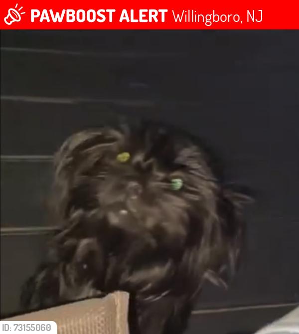 Lost Female Dog last seen Charleston Road Willingboro nj, Willingboro, NJ 08046