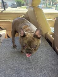 Reunited Male Dog last seen 104th & melody dr, Northglenn, CO 80260