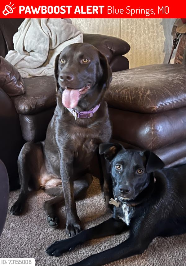 Lost Female Dog last seen Owens School Road and Flynn Road, Blue Springs, MO 64014
