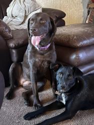 Lost Female Dog last seen Owens School Road and Flynn Road, Blue Springs, MO 64014