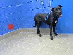 Shelter Stray Female Dog last seen SEE NOTE, 8920 Lomas Blvd NE, Albuquerque, NM 87112, USA