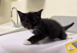 Shelter Stray Male Cat last seen BROWN RD, 1601 Eubanks Rd, Chapel Hill, NC 27516, USA