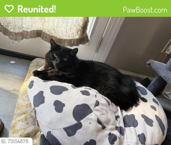 Reunited Female Cat last seen Near Heritage Green Dr, Cornelius, NC 28031, USA, Cornelius, NC 28031