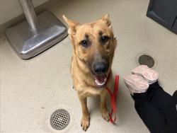 Shelter Stray Female Dog last seen BRADSHAW QUARRY RD AND WALDEN POND, 1601 Eubanks Rd, Chapel Hill, NC 27516, USA