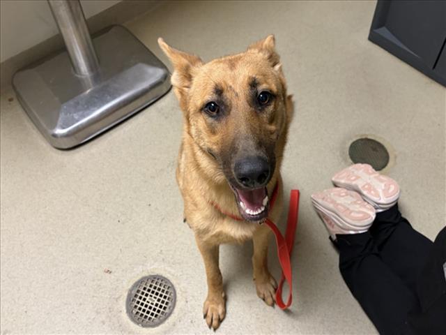 Shelter Stray Female Dog last seen BRADSHAW QUARRY RD AND WALDEN POND, 1601 Eubanks Rd, Chapel Hill, NC 27516, USA