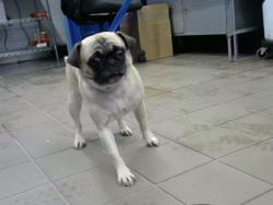Shelter Stray Female Dog last seen Near BLOCK TEXAS ST NE UNIT 7, 8920 Lomas Blvd NE, Albuquerque, NM 87112, USA