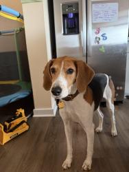 Reunited Male Dog last seen W old mountain rd, Louisa County, VA 23093
