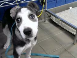 Shelter Stray Female Dog last seen Near BLOCK PAISANO ST NE, 8920 Lomas Blvd NE, Albuquerque, NM 87112, USA