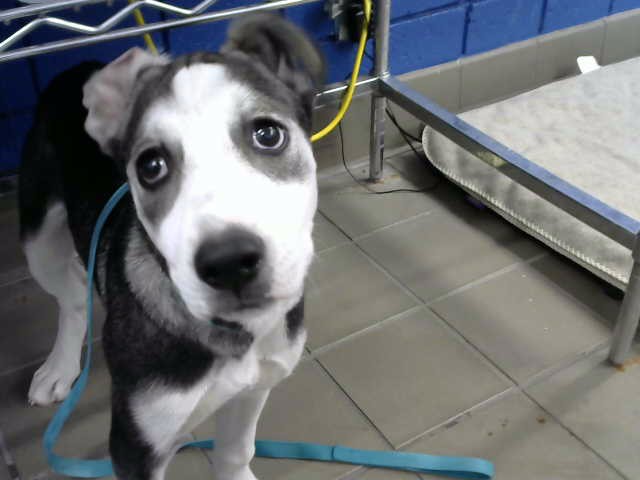 Shelter Stray Female Dog last seen Near BLOCK PAISANO ST NE, 8920 Lomas Blvd NE, Albuquerque, NM 87112, USA