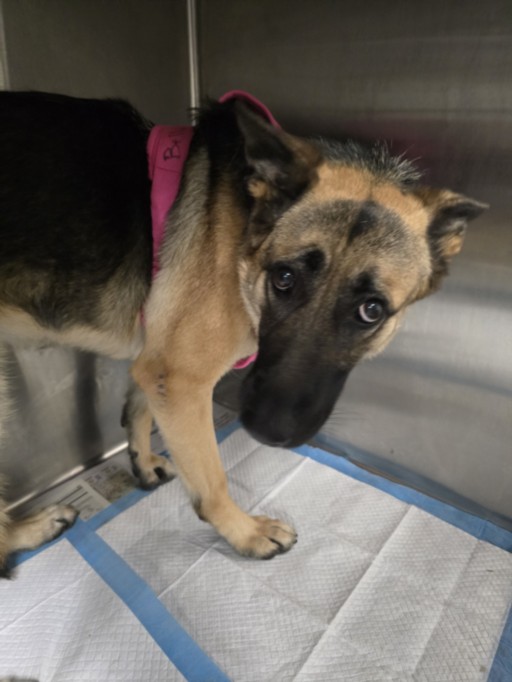 Shelter Stray Female Dog last seen , West Valley Animal Shelter, 20655 Plummer St, Chatsworth, CA 91311, USA