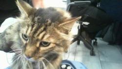 Shelter Stray Male Cat last seen CHARLOTTE, 8315 Byrum Dr, Charlotte, NC 28217, USA