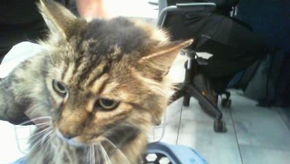 Shelter Stray Male Cat last seen CHARLOTTE, 8315 Byrum Dr, Charlotte, NC 28217, USA
