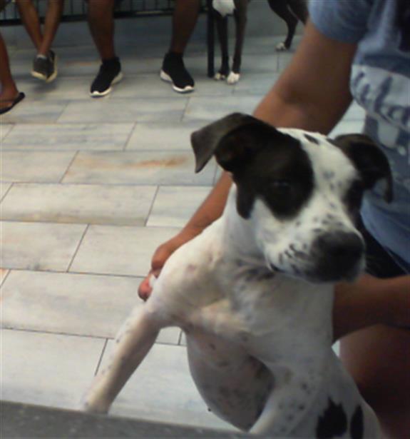 Shelter Stray Female Dog last seen CHARLOTTE, 8315 Byrum Dr, Charlotte, NC 28217, USA