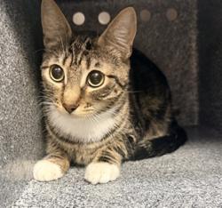 Shelter Stray Female Cat last seen , West Valley Animal Shelter, 20655 Plummer St, Chatsworth, CA 91311, USA