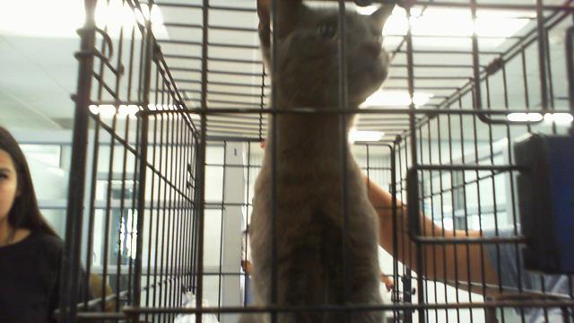 Shelter Stray Unknown Cat last seen CHARLOTTE, 8315 Byrum Dr, Charlotte, NC 28217, USA