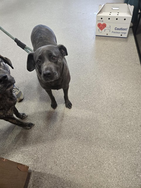 Shelter Stray Female Dog last seen Near BLOCK BALLARDSVILLE RD, 3528 Newburg Rd, Louisville, KY 40218, USA