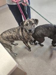Shelter Stray Male Dog last seen Near BLOCK BALLARDSVILLE RD, 3528 Newburg Rd, Louisville, KY 40218, USA