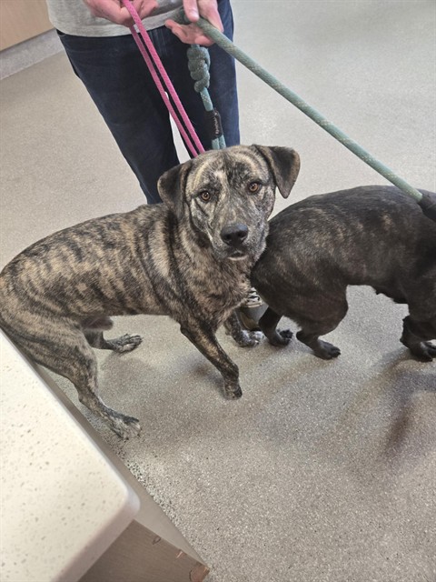 Shelter Stray Male Dog last seen Near BLOCK BALLARDSVILLE RD, 3528 Newburg Rd, Louisville, KY 40218, USA