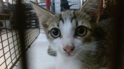 Shelter Stray Male Cat last seen Near BLOCK NW MIAMI CT, 3599 NW 79th Ave, Doral, FL 33122, USA
