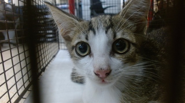Shelter Stray Male Cat last seen Near BLOCK NW MIAMI CT, 3599 NW 79th Ave, Doral, FL 33122, USA