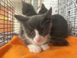 Shelter Stray Female Cat last seen , 957 N Gaffey St, San Pedro, CA 90731, USA