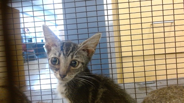 Shelter Stray Female Cat last seen Near BLOCK NW MIAMI CT, 3599 NW 79th Ave, Doral, FL 33122, USA