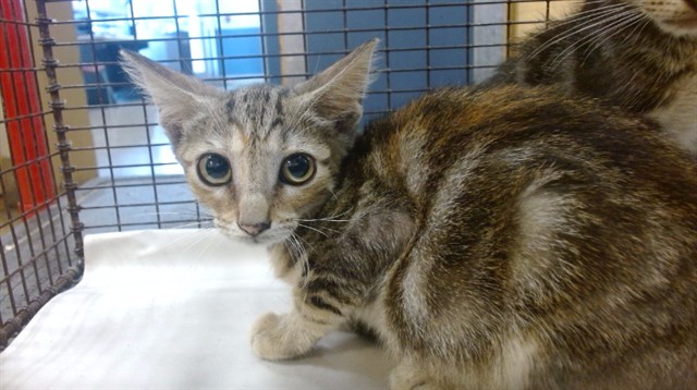 Shelter Stray Male Cat last seen Near BLOCK NW MIAMI CT, 3599 NW 79th Ave, Doral, FL 33122, USA