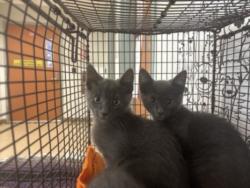 Shelter Stray Female Cat last seen , 957 N Gaffey St, San Pedro, CA 90731, USA