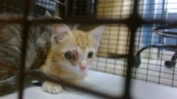 Shelter Stray Male Cat last seen LAS, 3599 NW 79th Ave, Doral, FL 33122, USA