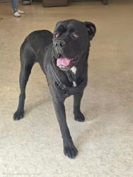 Shelter Stray Female Dog last seen , 957 N Gaffey St, San Pedro, CA 90731, USA