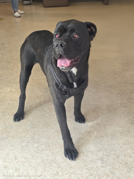Shelter Stray Female Dog last seen , 957 N Gaffey St, San Pedro, CA 90731, USA