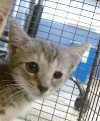 Shelter Stray Female Cat last seen LAS, 3599 NW 79th Ave, Doral, FL 33122, USA