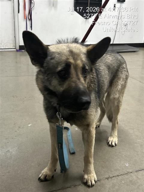 Shelter Stray Male Dog last seen Near BLOCK E OLIVE AVE, FRESNO CA 93702 1347, 5277 E Airways Blvd, Fresno, CA 93727, USA