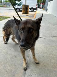 Shelter Stray Male Dog last seen Near BLOCK FISHERMAN ST, 3599 NW 79th Ave, Doral, FL 33122, USA
